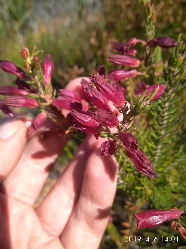 Sapphire Hybrid Heath