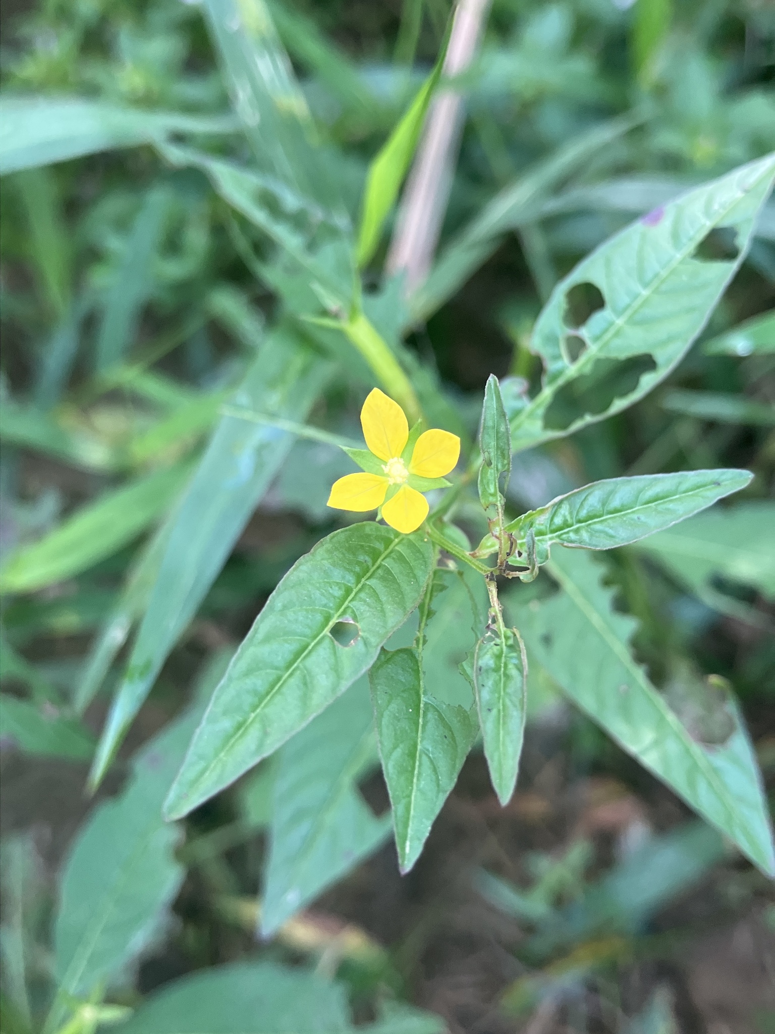 Ludwigia hyssopifolia (Ludwigia hyssopifolia)