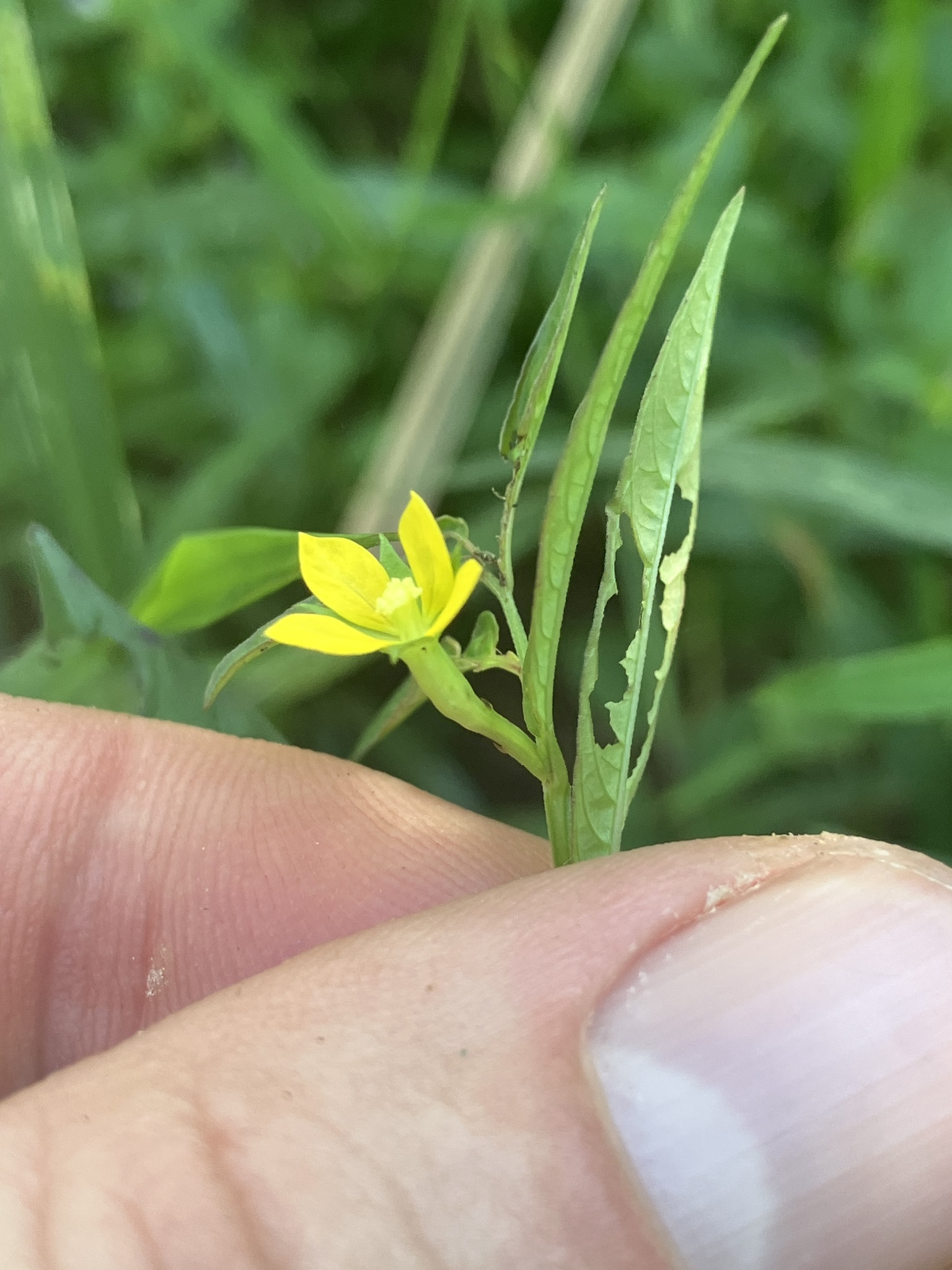 Ludwigia hyssopifolia — ảnh 2