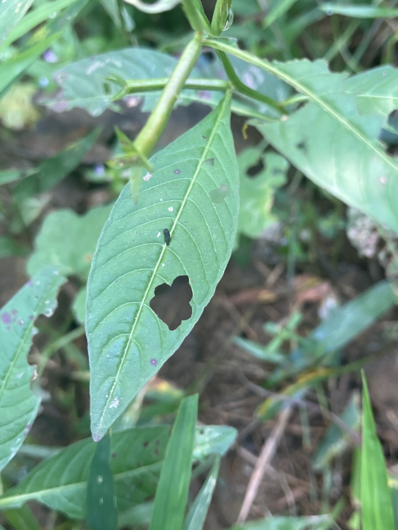Ludwigia hyssopifolia — ảnh 3