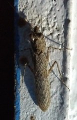 Liturgusidae