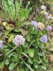 Globularia