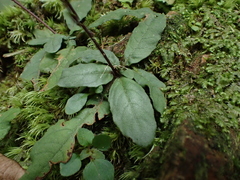 Staurogyne concinnula