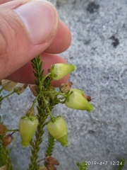 Erica urna-viridis