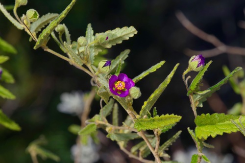 Image of Meximalva filipes by (c) Michelle W. （鍾偉瑋）, some rights reserved (CC BY)