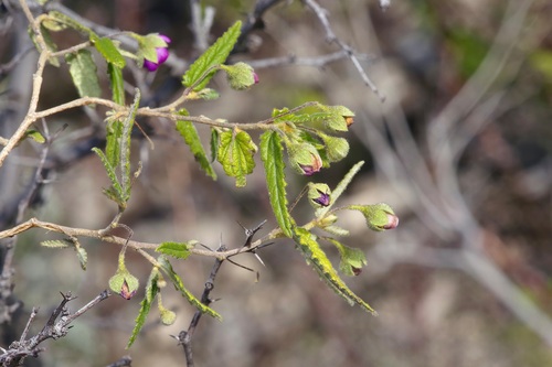 Image of Meximalva filipes by (c) Michelle W. （鍾偉瑋）, some rights reserved (CC BY)