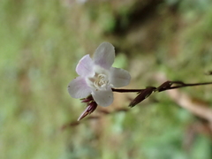 Staurogyne concinnula