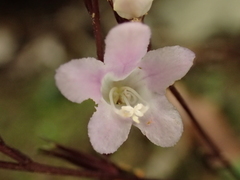 Staurogyne concinnula