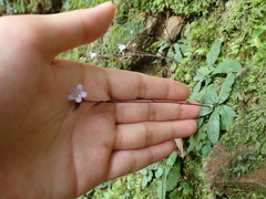 Staurogyne concinnula