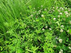 Ranunculus chinensis
