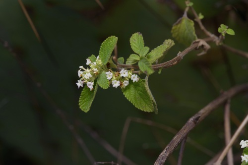Lippia origanoides