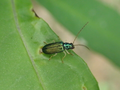 Luperina