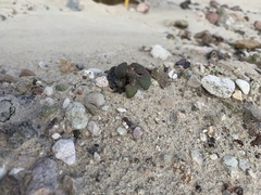 Phacelia pachyphylla