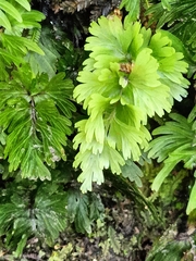 Hymenophyllum flabellatum image