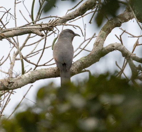 Bay-breasted Cuckoo (Coccyzus rufigularis), photo 5