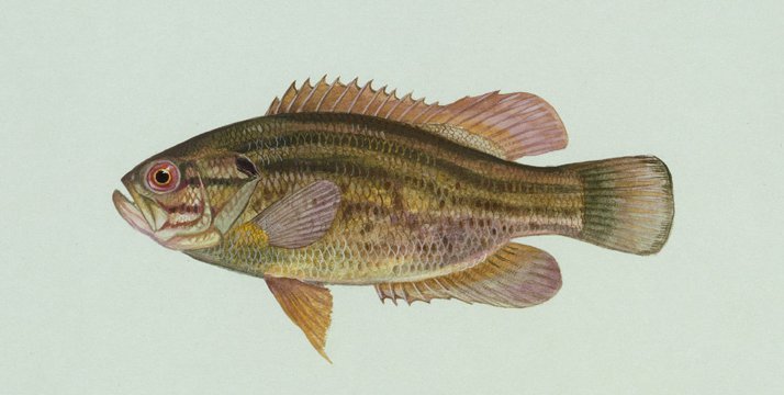 Mud sunfishes