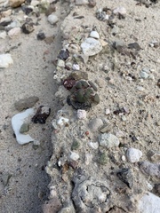 Phacelia pachyphylla