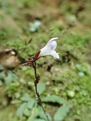 Staurogyne concinnula