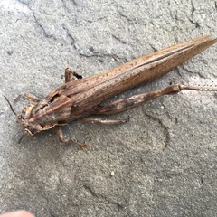 Anacridium aegyptium