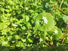 Claytonia perfoliata