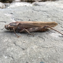 Anacridium aegyptium