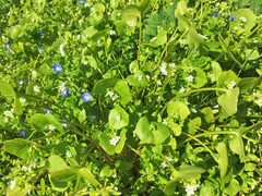 Claytonia perfoliata