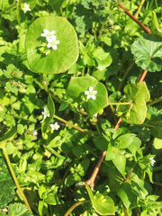 Claytonia perfoliata