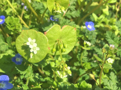 Claytonia perfoliata