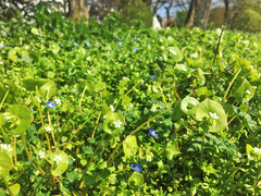 Claytonia perfoliata