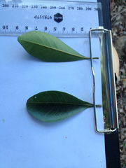 Terminalia microcarpa