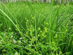 Ranunculus chinensis