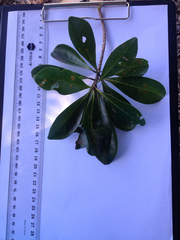 Terminalia microcarpa