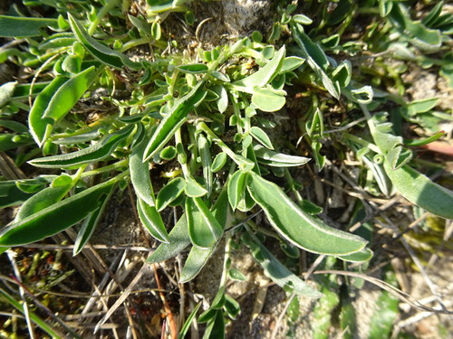 Paprastasis perluotis nuotrauka