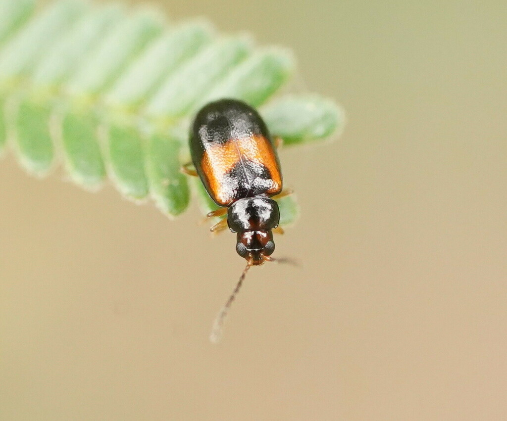 Monolepta minima from Seville VIC 3139, Australia on December 7, 2023