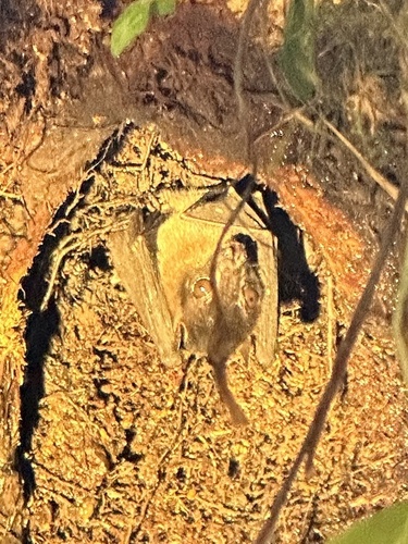 Balionycteris maculata