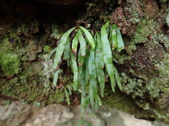 Haplopteris