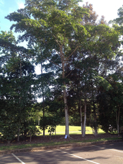 Terminalia microcarpa