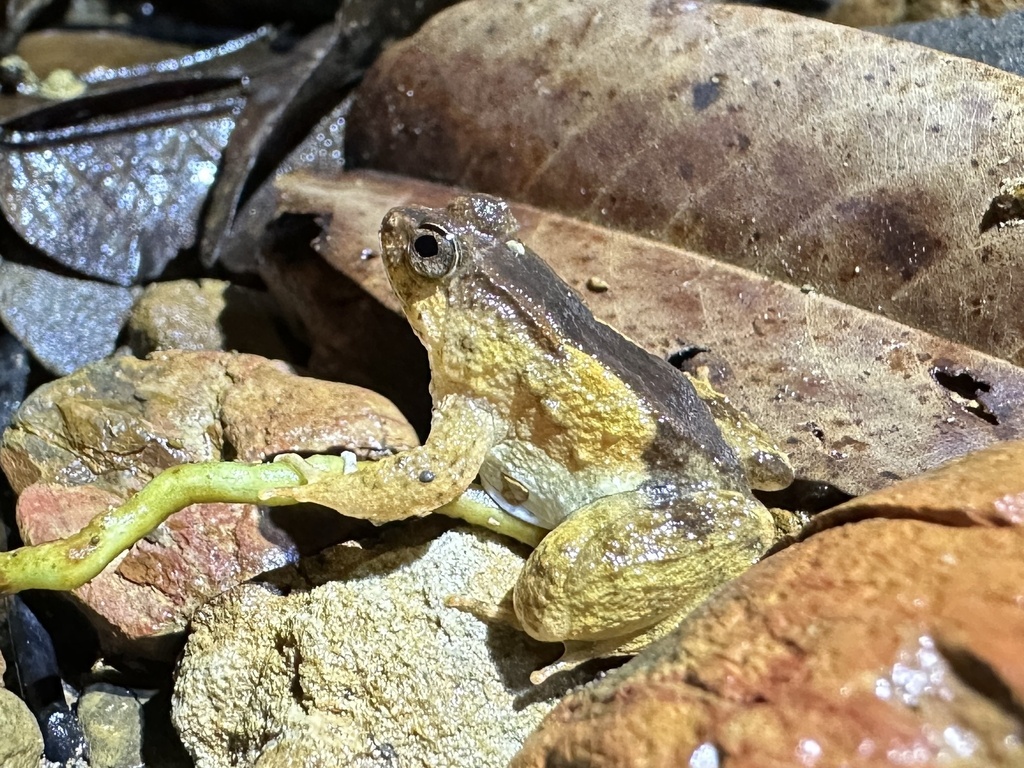 Bancet kinabalu (Occidozyga baluensis)