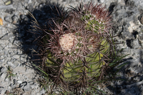 Melocactus lemairei