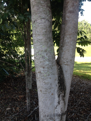 Terminalia microcarpa
