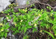 Clematis serratifolia