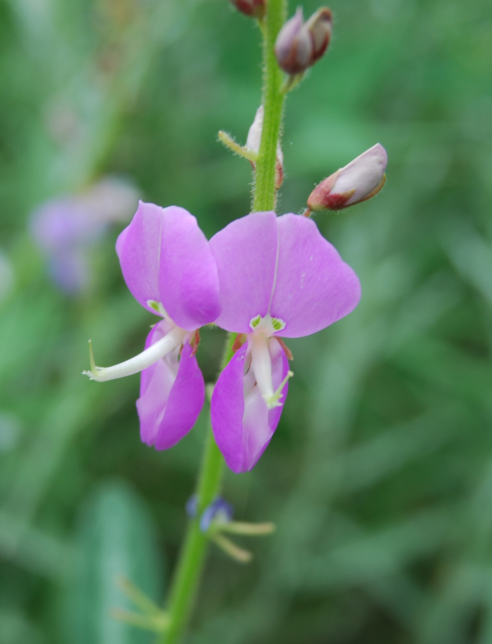 Desmodium batocaulon