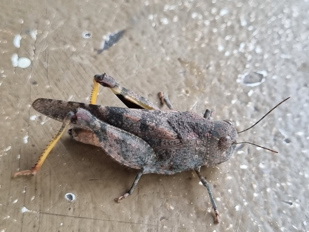 Pycnodictya flavipes
