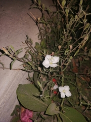 Oenothera tetraptera