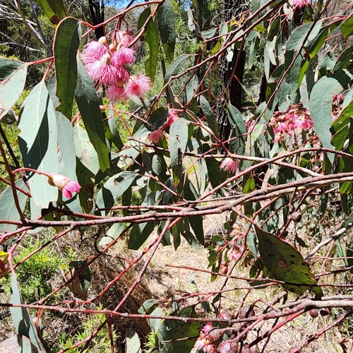 Eucalyptus sideroxylon