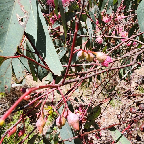 Image of Eucalyptus sideroxylon by (c) Wendy F, some rights reserved (CC BY)