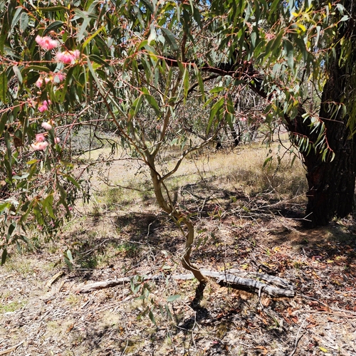 Eucalyptus sideroxylon