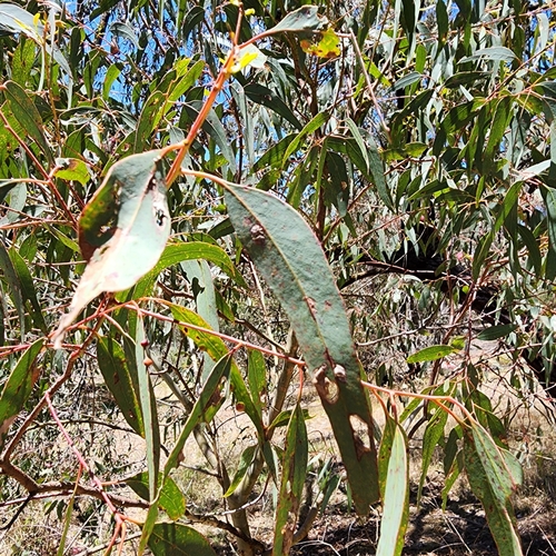 Eucalyptus sideroxylon