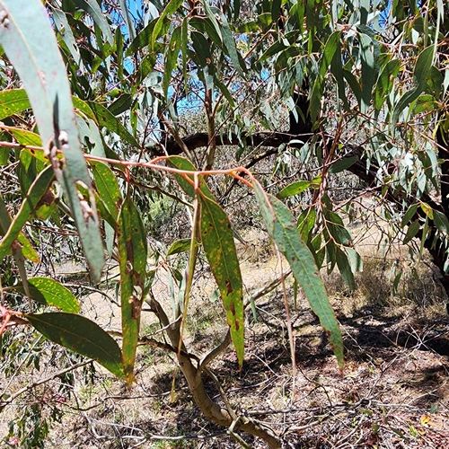 Eucalyptus sideroxylon