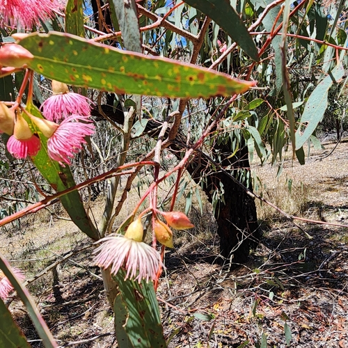 Image of Eucalyptus sideroxylon by (c) Wendy F, some rights reserved (CC BY)